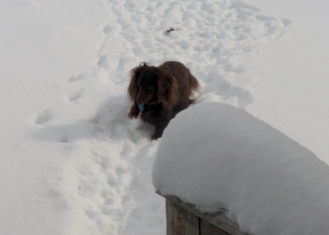 toby coming in after playing in snow